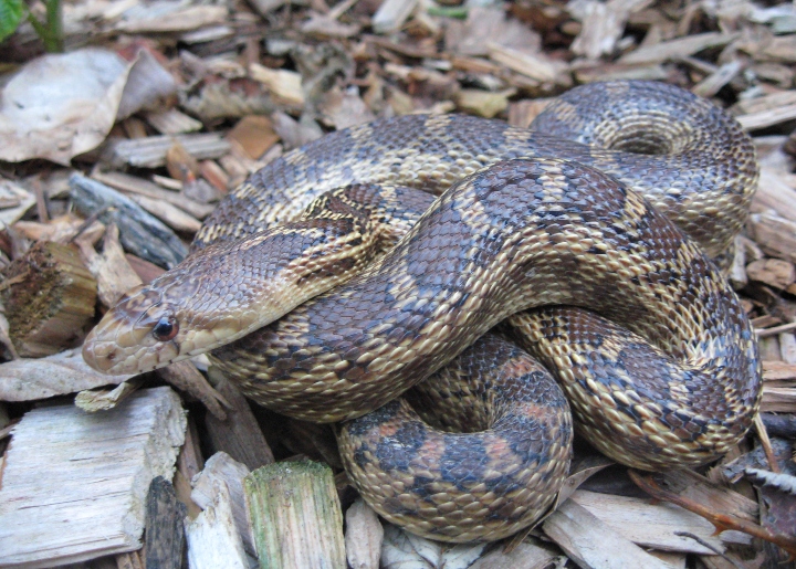 Pacific Gopher Snake